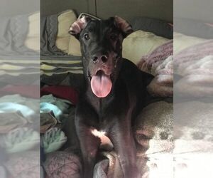 Great Dane Dogs for adoption in Mooresville, IN, USA