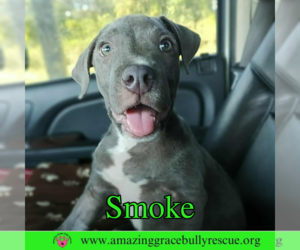 American Bulldog-Unknown Mix Dogs for adoption in Pensacola, FL, USA