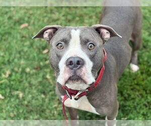 American Pit Bull Terrier-Unknown Mix Dogs for adoption in Tulsa, OK, USA