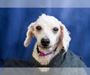 Medium Photo #1 Mutt Puppy For Sale in Gloversville, NY, USA
