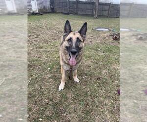German Shepherd Dog Dogs for adoption in Brewster, MA, USA