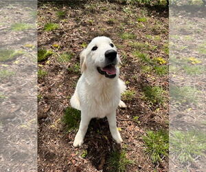 Golden Retriever Dogs for adoption in Columbus, IN, USA