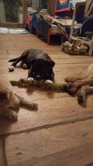 Medium Photo #1 American Pit Bull Terrier-Labrador Retriever Mix Puppy For Sale in Sebec, ME, USA