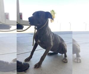 American Pit Bull Terrier Dogs for adoption in Bakersfield, CA, USA