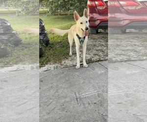 German Shepherd Dog Dogs for adoption in Plantation, FL, USA