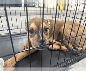 American Pit Bull Terrier-Unknown Mix Dogs for adoption in Las Vegas, NV, USA