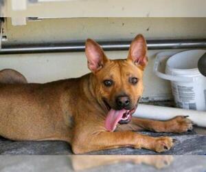 Carolina Dog Dogs for adoption in Gainesville, FL, USA