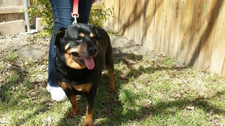 Rottweiler Dogs for adoption in Helotes, TX, USA