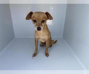 Chihuahua Dogs for adoption in Houston, TX, USA