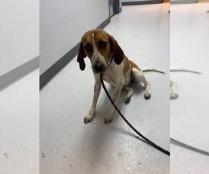 Coonhound Dogs for adoption in Pryor, OK, USA
