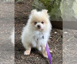 Pomeranian Dogs for adoption in Bellevue, WA, USA
