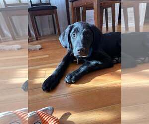 Labrador Retriever-Unknown Mix Dogs for adoption in Sandy, UT, USA