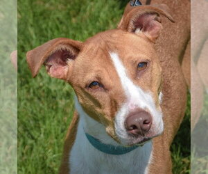 Labrador Retriever-Whippet Mix Dogs for adoption in Huntley, IL, USA