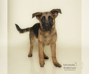 German Shepherd Dog-Unknown Mix Dogs for adoption in Corona, CA, USA