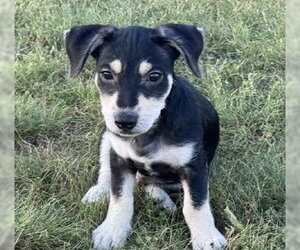Miniature Pinscher-Unknown Mix Dogs for adoption in Genesee, WI, USA