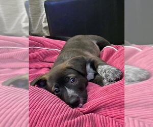 Borador Dogs for adoption in Farmington, MN, USA