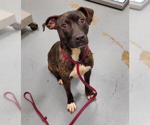 American Pit Bull Terrier Dogs for adoption in Peoria, IL, USA