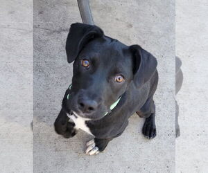 Labrador Retriever-Unknown Mix Dogs for adoption in New London, WI, USA