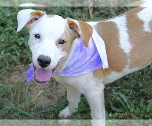 Black Mouth Cur-Unknown Mix Dogs for adoption in Tallahassee, FL, USA