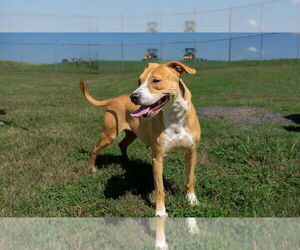 Mutt Dogs for adoption in Abbeville, LA, USA