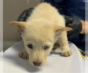 Siberian Husky-Unknown Mix Dogs for adoption in Visalia, CA, USA