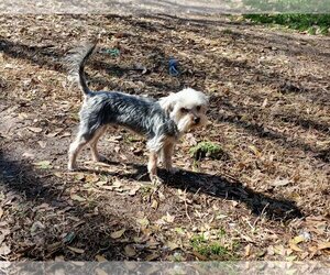 Mutt Dogs for adoption in Spring, TX, USA