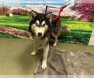 Siberian Husky-Unknown Mix Dogs for adoption in Moreno Valley, CA, USA