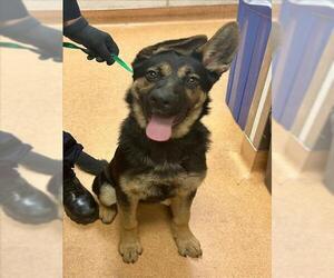 German Shepherd Dog Dogs for adoption in Martinez, CA, USA