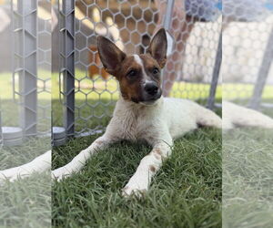 Mutt Dogs for adoption in Queen Creek, AZ, USA