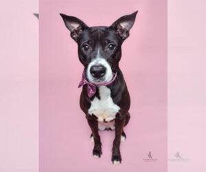 American Pit Bull Terrier Dogs for adoption in Forestville, MD, USA