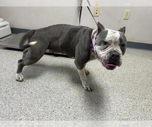 American Pit Bull Terrier-Unknown Mix Dogs for adoption in Visalia, CA, USA