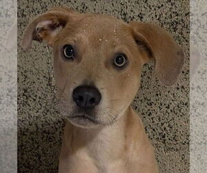 Labrador Retriever-Unknown Mix Dogs for adoption in Canton, CT, USA