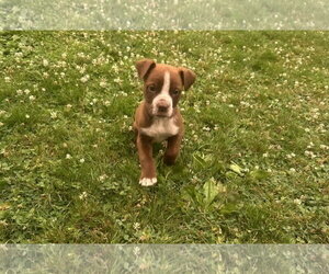Labrador Retriever-Unknown Mix Dogs for adoption in SHERBURNE, NY, USA