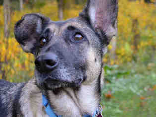 German Shepherd Dog Dogs for adoption in Pittsburgh, PA, USA