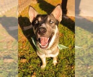 Siberian Husky-Unknown Mix Dogs for adoption in San Antonio, TX, USA