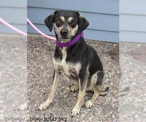 Beagle-Chihuahua Mix Dogs for adoption in Cheyenne, WY, USA
