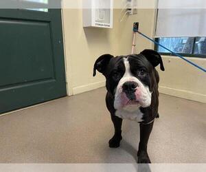 Medium Photo #1 American Pit Bull Terrier Puppy For Sale in Pasadena, CA, USA