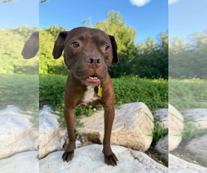 American Pit Bull Terrier-Unknown Mix Dogs for adoption in Sandy, UT, USA