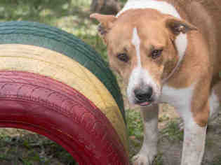 Cardigan Welsh Corgi Dogs for adoption in Rosenberg, TX, USA