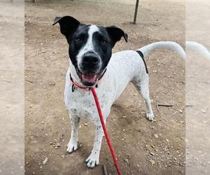 German Shorthaired Pointer-Unknown Mix Dogs for adoption in Santa Barbara, CA, USA
