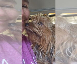 Mutt Dogs for adoption in Osgood, IN, USA