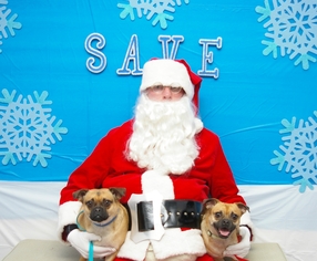 Pug Dogs for adoption in Toms River, NJ, USA