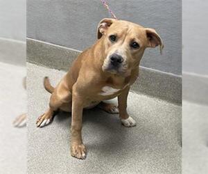 American Pit Bull Terrier-Unknown Mix Dogs for adoption in Las Vegas, NV, USA
