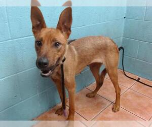 Labrador Retriever Dogs for adoption in Downey, CA, USA