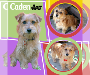 Norfolk Terrier-Unknown Mix Dogs for adoption in Lindsay, CA, USA
