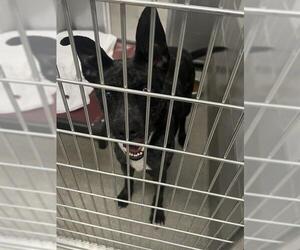 Labrador Retriever-Unknown Mix Dogs for adoption in Las Vegas, NV, USA