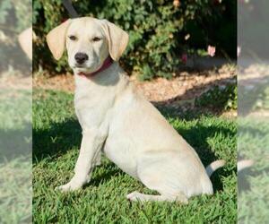 Labrador Retriever-Unknown Mix Dogs for adoption in Palo Alto, CA, USA