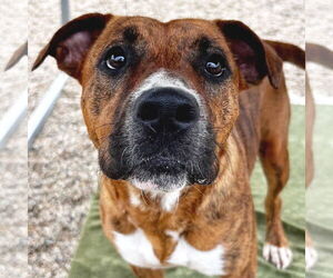 Catahoula Leopard Dog-Unknown Mix Dogs for adoption in Jefferson, WI, USA