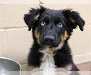 German Shepherd Dog-Unknown Mix Dogs for adoption in Martinez, CA, USA