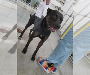 Rottweiler-Unknown Mix Dogs for adoption in Temple, TX, USA